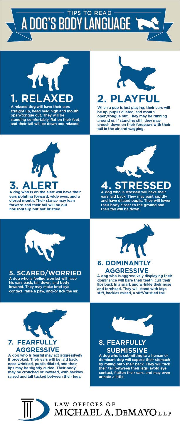 How to Read a Dog’s Body Language - Image